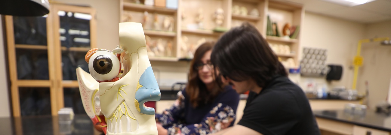 A skull model with students studying in the back. 