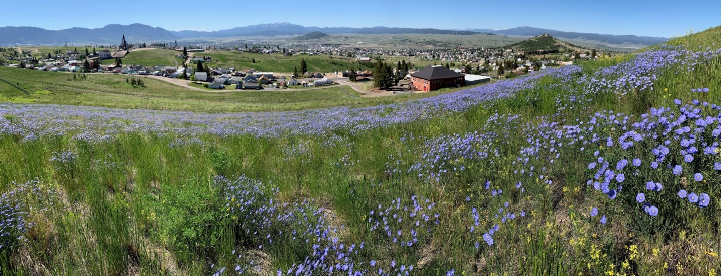 Panoramic view of a vibrant field of purple flowers in the foreground, overlooking Butte, MT and rolling hills in the background.