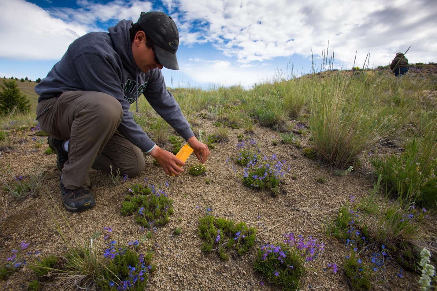 Native seed collection at the West Side Soils Operable Unit