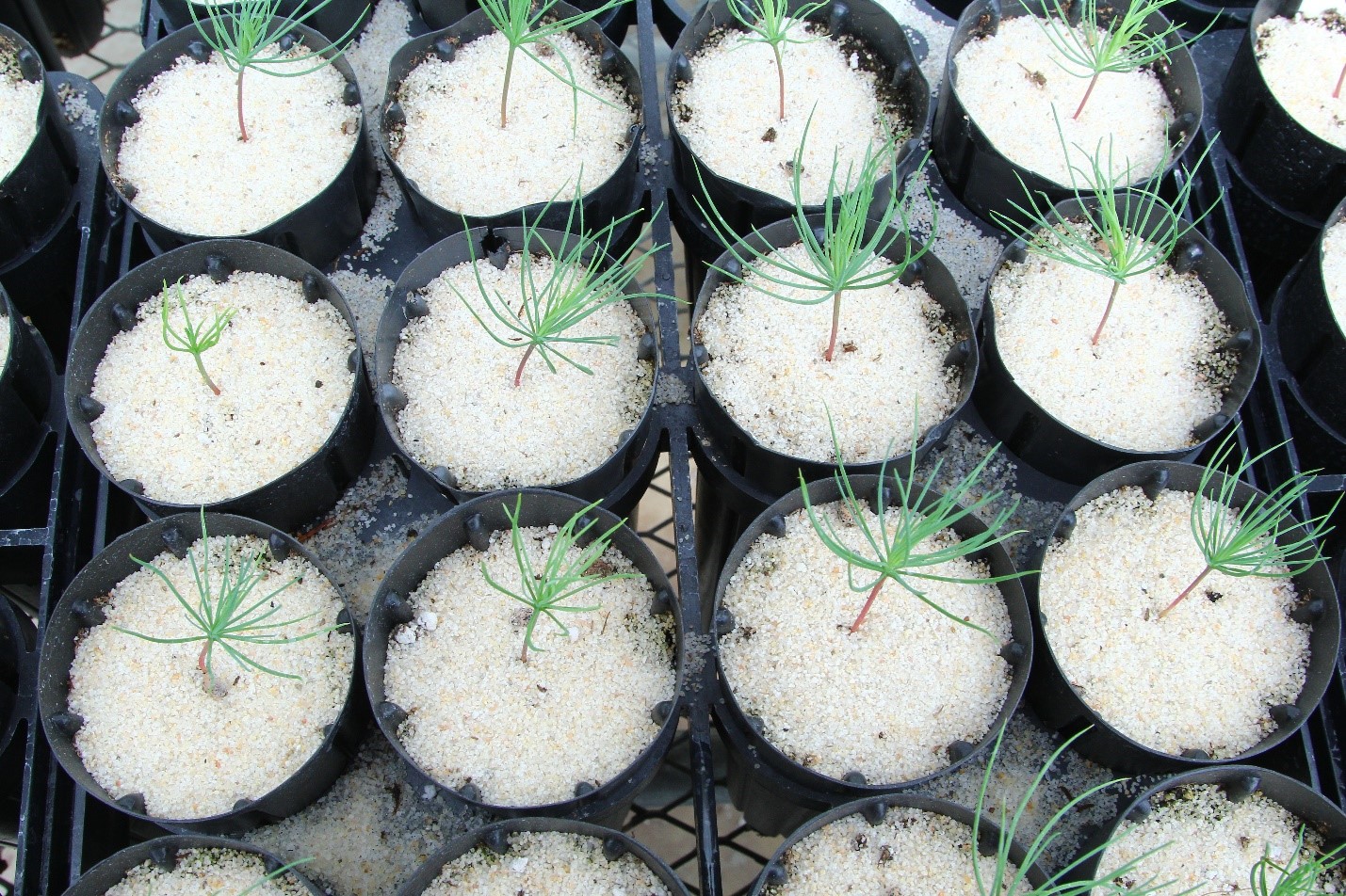 Seedlings in small black pots with sandy soil, showcasing early plant growth.