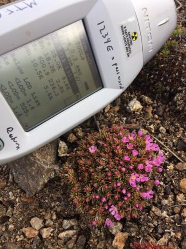 A radiation measurement device placed next to a small cluster of pink flowers in a rocky environment.