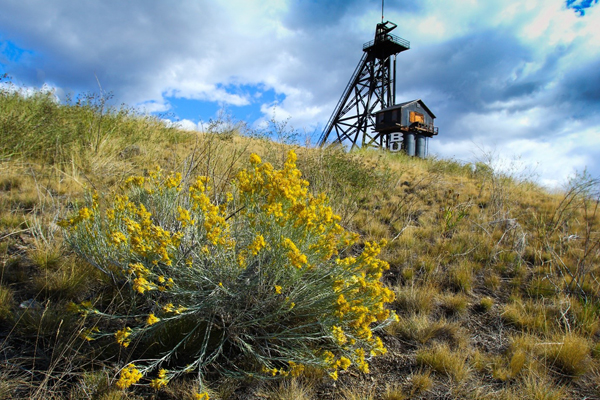 A bright yellow wildflower bush in the foreground with a mining tower in the background against a cloudy sky.