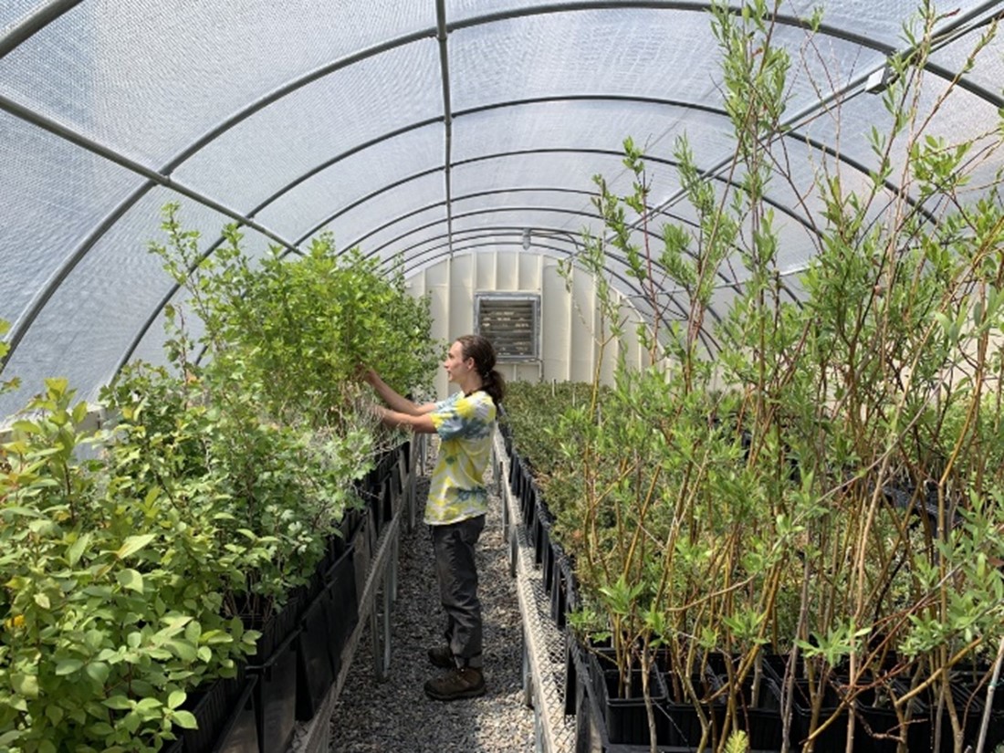 A person tending to plants inside a greenhouse, surrounded by neatly arranged pots of greenery.