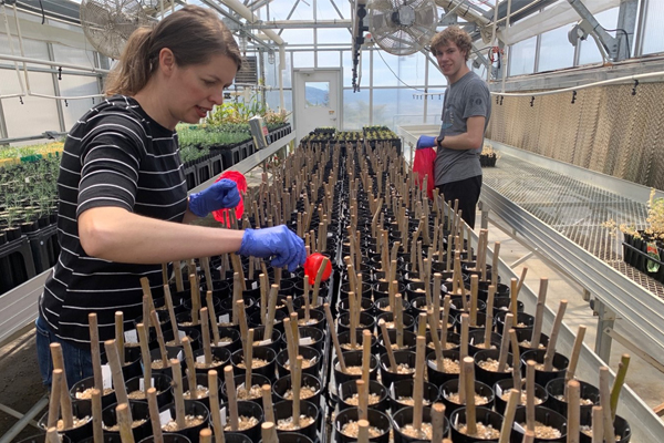 Researchers tending to potted plants...