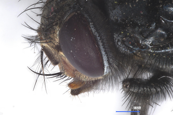 Close-up of the eye of a fly