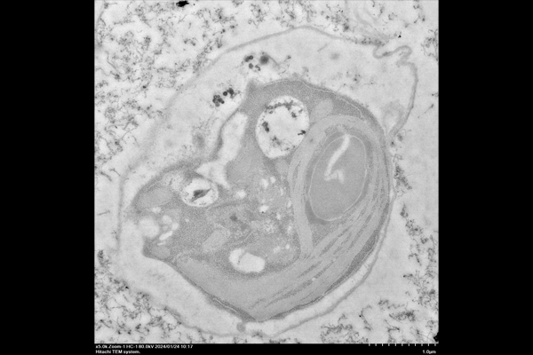 Algal Cell with Carbon Nanotubes conjugated with AgNO3