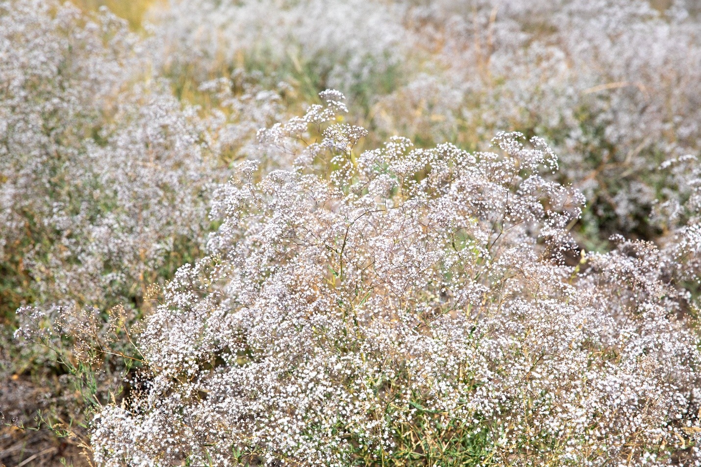 A field of invasive baby’s breath west of Montana Tech campus. 