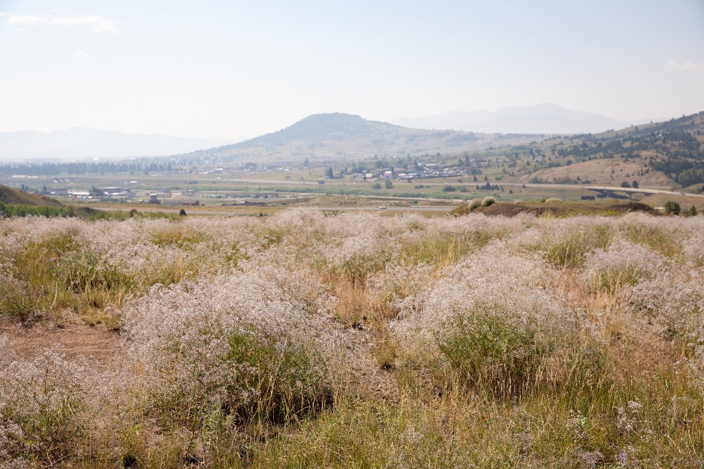 A field of invasive baby’s breath in Butte-Silver Bow County. 