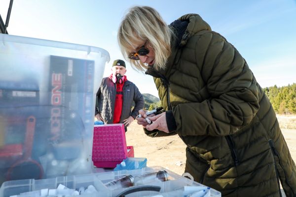 Dr. Amy Kuenzi collects a blood sample from a mouse